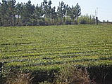 Plantación de Té en Misiones